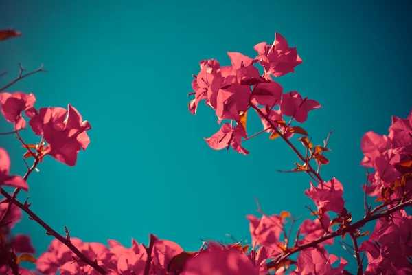 Beautiful pink flowers — Stock Photo, Image