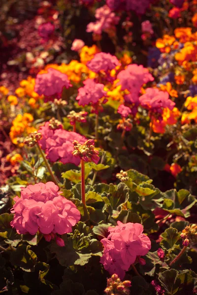 Belles fleurs colorées — Photo