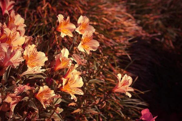 Fiori con le foglie al sole — Foto Stock