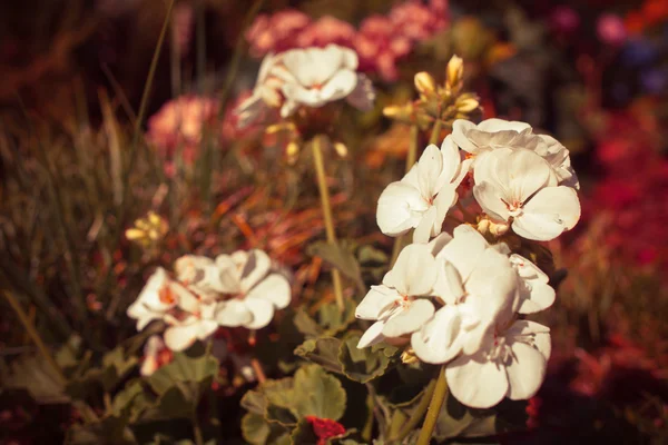 Flowers with the leaves in the sunshine — Stock Photo, Image