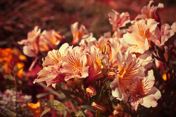 太陽の光で葉と花 — ストック写真