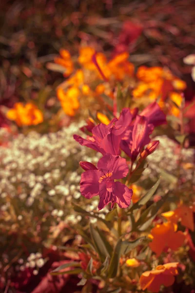 美しい色とりどりの花 — ストック写真