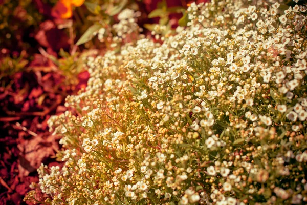 White little flowers — Stock Photo, Image