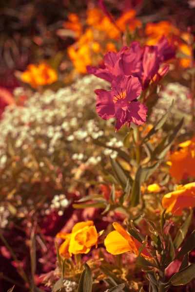 自然の背景にピンクの花 — ストック写真