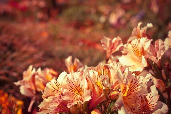 Mooie gele bloemen — Stockfoto