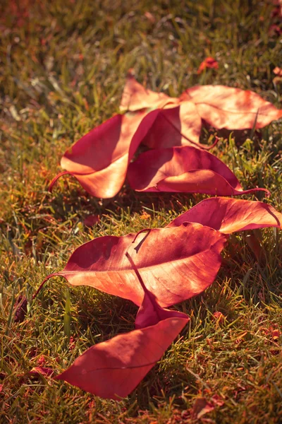 Autumn leaves over grass.