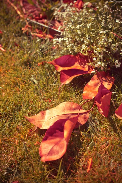 Background with leaves and flowers — Stock Photo, Image