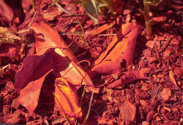 Fond avec des feuilles orange — Photo