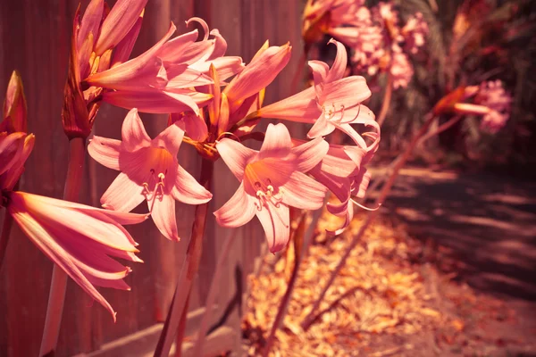 Schöne Blumen im Sonnenschein — Stockfoto