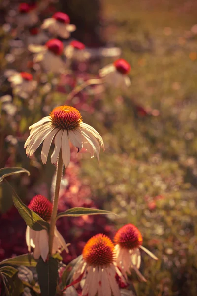 草とカモミールの花 — ストック写真