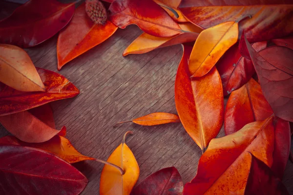 Autumn background with leaves — Stock Photo, Image