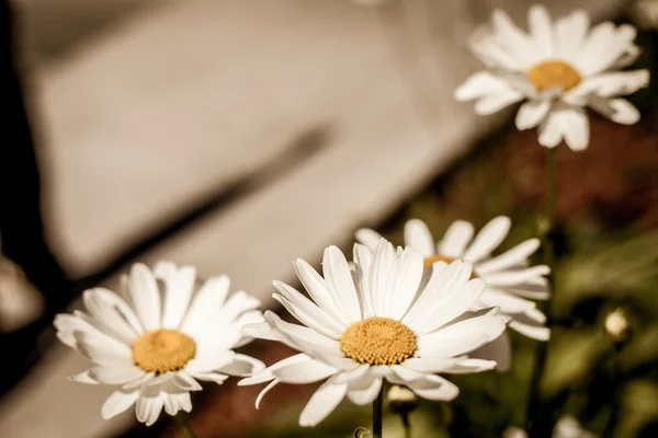 Veld van kamille bloemen — Stockfoto