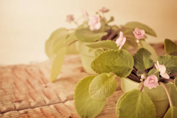 Menekşe ahşap tablo