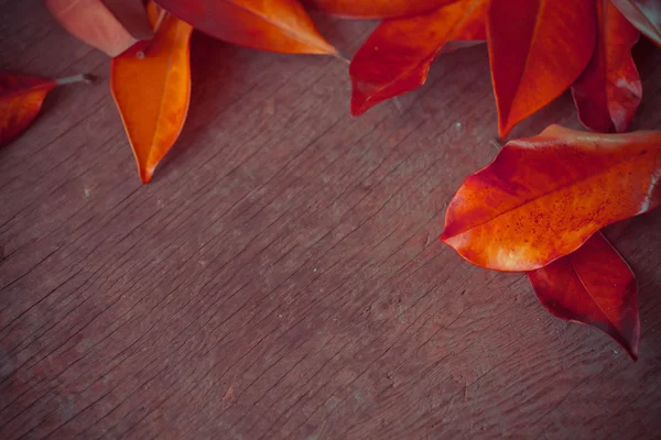 Herfst achtergrond met bladeren — Stockfoto