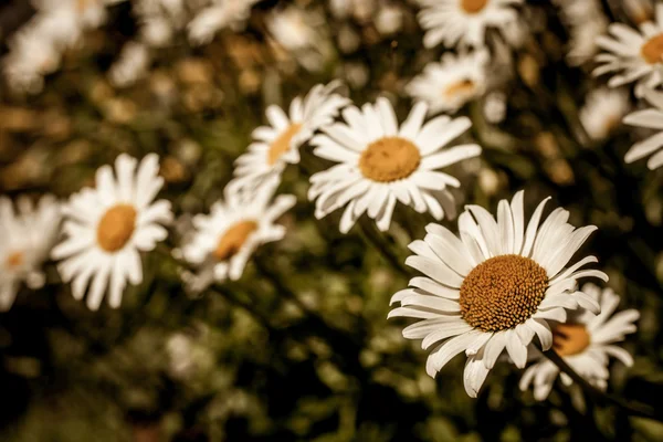 Campo de pequenas flores de camomila — Fotografia de Stock
