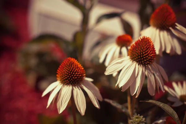 Lindas flores de camomila — Fotografia de Stock