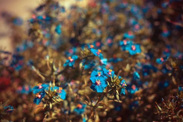 Flores silvestres azules — Foto de Stock