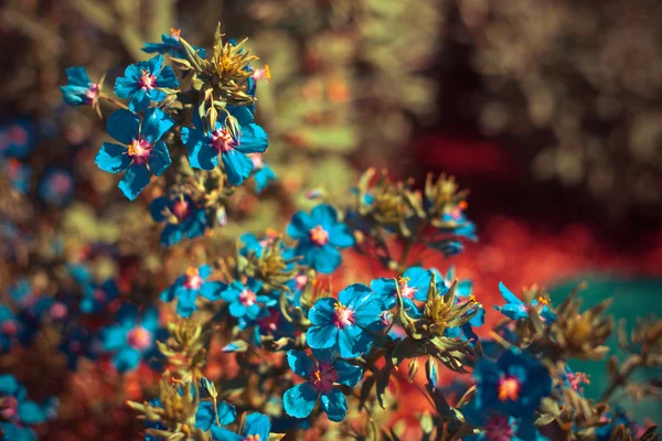 Mavi kır çiçekleri — Stok fotoğraf