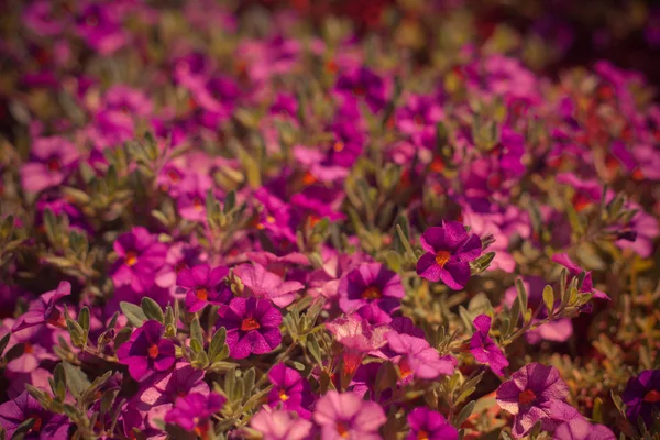 美しいピンクの花 — ストック写真