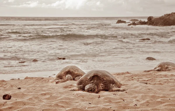 Grüne Schildkröten entspannen sich auf Sand — Stockfoto