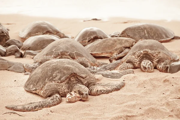Tartarugas verdes relaxando na areia — Fotografia de Stock