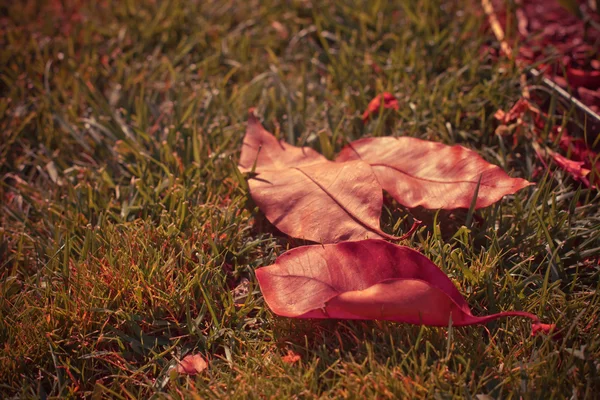 Autumn leaves over grass — Stock Photo, Image