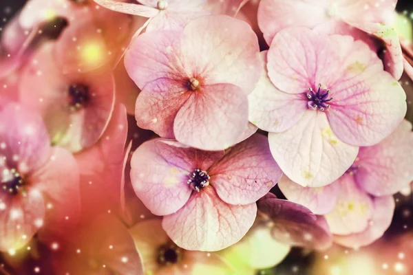 Beautiful pink flowers — Stock Photo, Image