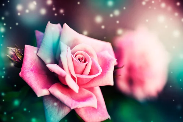 सुंदर गुलाबी गुलाब — स्टॉक फोटो, इमेज