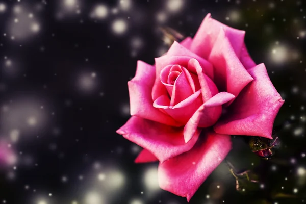 Schöne rosa Rose — Stockfoto