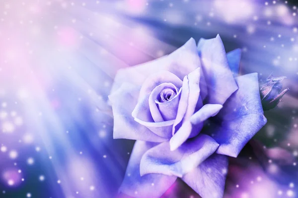 Vacker violett ros — Stockfoto