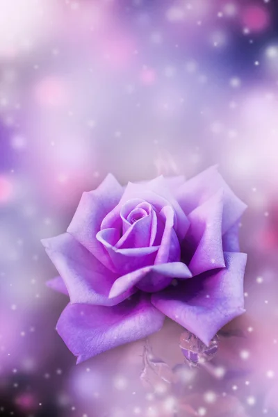 Beautiful violet rose — Stock Photo, Image