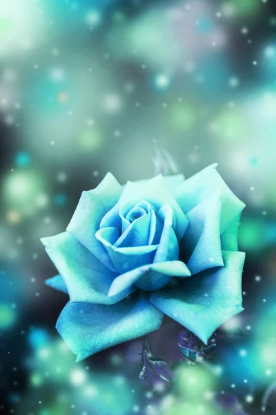 Beautiful blue rose — Stock Photo, Image