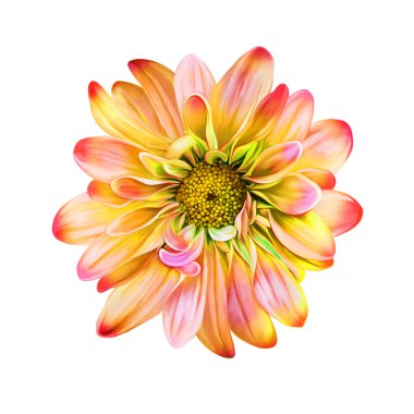 Parlak kırmızı ve sarı Kasımpatı çiçeği