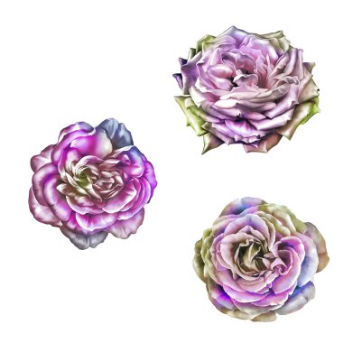 parlak gül kamelya çiçek