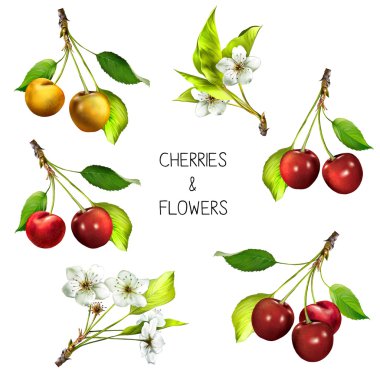 Kiraz ağacı çiçeği ve kiraz