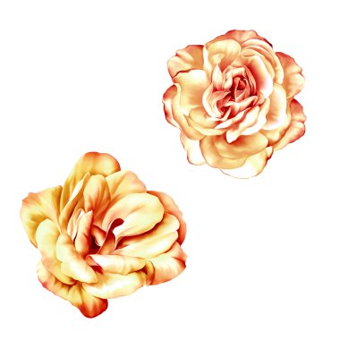 parlak gül kamelya çiçek