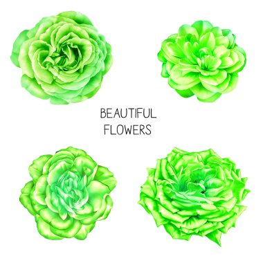 parlak gül kamelya çiçek