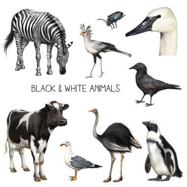 Set of black and white animals clipart