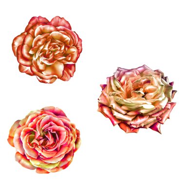 parlak gül kamelya çiçek