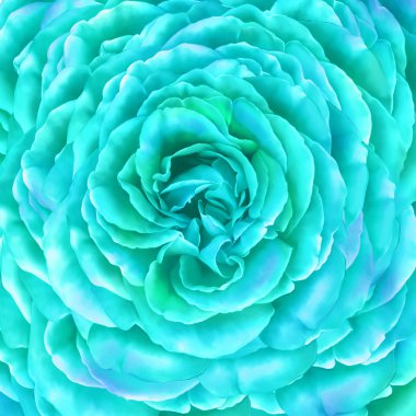 Rose kamelya çiçeği