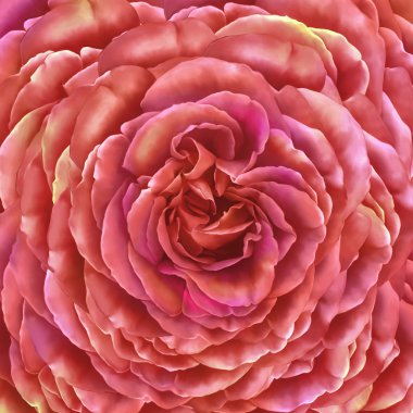 Rose kamelya çiçeği