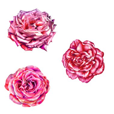 parlak gül kamelya çiçek