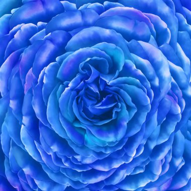 Rose kamelya çiçeği