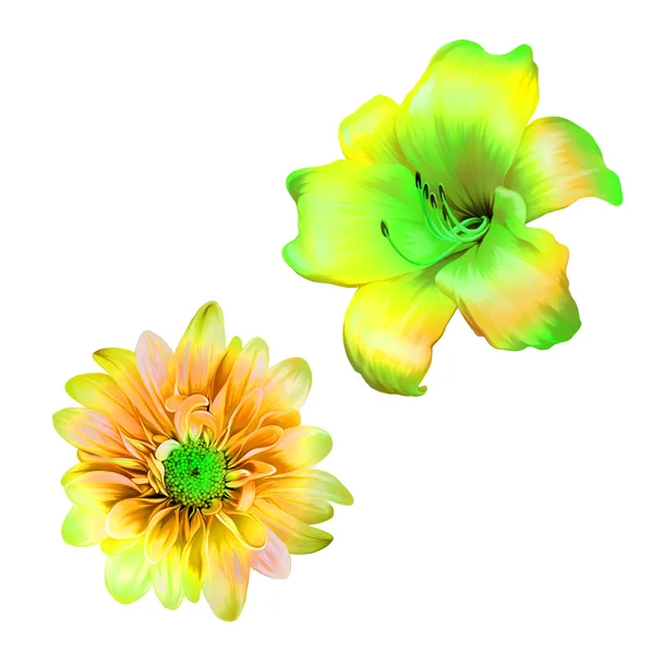 Два цветка — стоковое фото