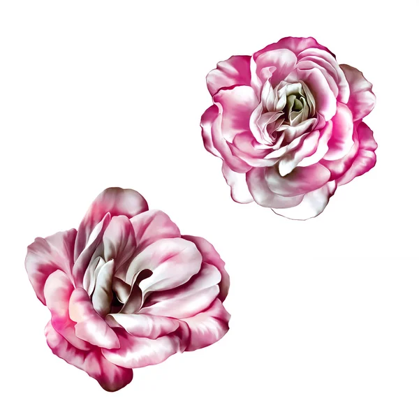 Světlé květy kamélie Rose — Stock fotografie