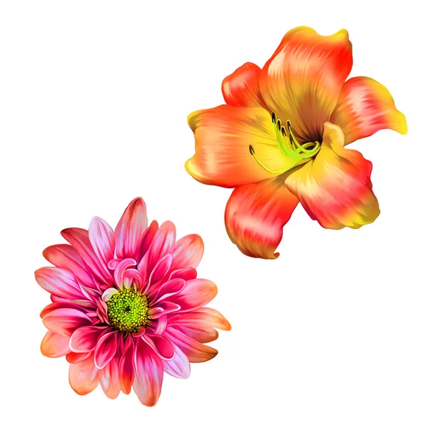 Two beautiful flowers — Stock Photo, Image