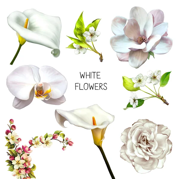 아름 다운 흰 꽃 — 스톡 사진