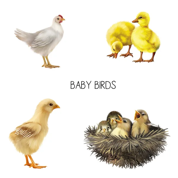 Cute yellow baby birds — Stock Photo, Image