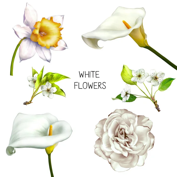 Llustration όμορφα λευκά λουλούδια — Φωτογραφία Αρχείου