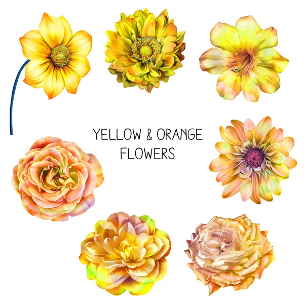 Набір жовтих і помаранчевих квітів — стокове фото